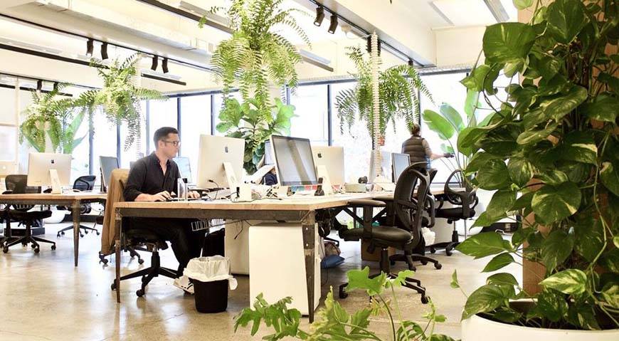 Quais são as melhores plantas para o escritório?