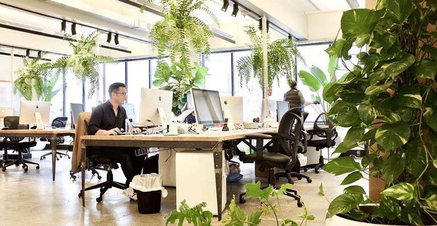 ¿Cuáles son las mejores plantas de oficina?